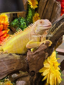 NARA IKIMONO MUSEUMに投稿された画像（2025/10/1）