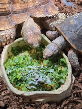 NARA IKIMONO MUSEUMに投稿された画像（2025/10/1）