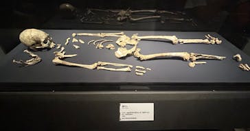 特別展「氷河期展 〜人類が見た4万年前の世界〜」（国立科学博物館）に投稿された画像（2025/10/2）