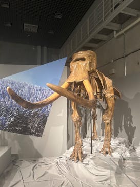 特別展「氷河期展 〜人類が見た4万年前の世界〜」（国立科学博物館）に投稿された画像（2025/10/2）