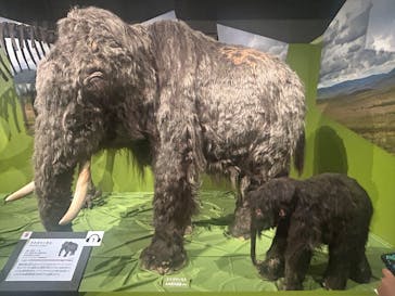 特別展「氷河期展 〜人類が見た4万年前の世界〜」（国立科学博物館）に投稿された画像（2025/10/2）