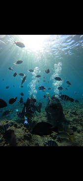 武藤潜水に投稿された画像（2025/10/2）