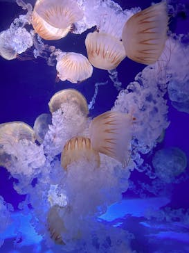 新江ノ島水族館に投稿された画像（2025/10/2）