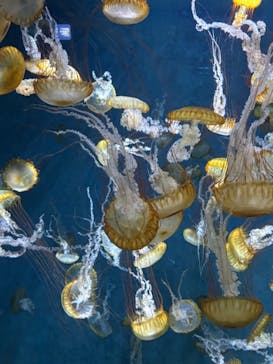 新江ノ島水族館に投稿された画像（2025/10/2）