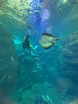 新江ノ島水族館に投稿された画像（2025/10/2）