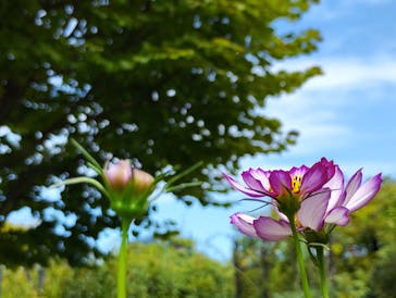 横浜イングリッシュガーデンに投稿された画像（2025/10/2）