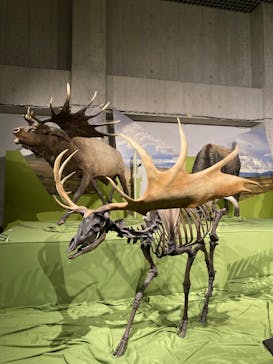 特別展「氷河期展 〜人類が見た4万年前の世界〜」（国立科学博物館）に投稿された画像（2025/10/2）
