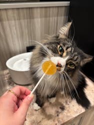 猫カフェモカ　イオンモール高崎店に投稿された画像（2025/10/2）