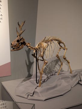 特別展「氷河期展 〜人類が見た4万年前の世界〜」（国立科学博物館）に投稿された画像（2025/10/2）