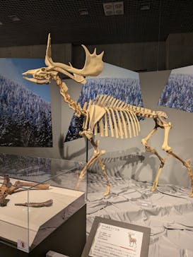 特別展「氷河期展 〜人類が見た4万年前の世界〜」（国立科学博物館）に投稿された画像（2025/10/2）