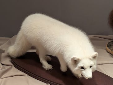 特別展「氷河期展 〜人類が見た4万年前の世界〜」（国立科学博物館）に投稿された画像（2025/10/2）