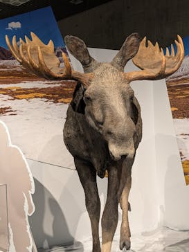 特別展「氷河期展 〜人類が見た4万年前の世界〜」（国立科学博物館）に投稿された画像（2025/10/2）