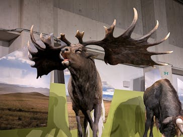 特別展「氷河期展 〜人類が見た4万年前の世界〜」（国立科学博物館）に投稿された画像（2025/10/2）