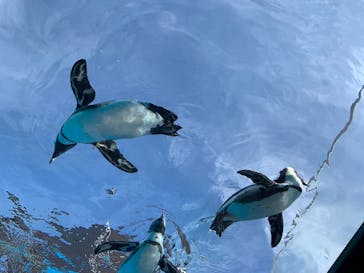 サンシャイン水族館に投稿された画像（2025/10/2）