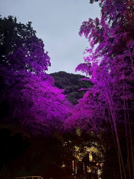 ニジゲンノモリに投稿された画像（2025/10/2）