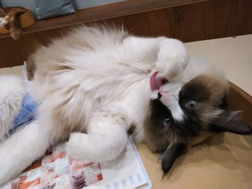 Cat Café MOFF イオンモール木曽川店に投稿された画像（2025/10/2）