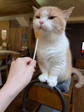 猫カフェモカ　池袋東口店に投稿された画像（2025/10/2）