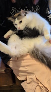 猫カフェモカ　池袋東口店に投稿された画像（2025/10/2）