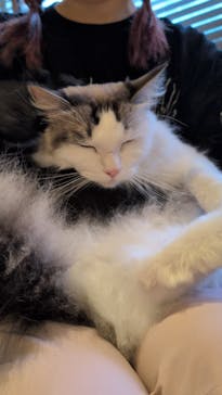 猫カフェモカ　池袋東口店に投稿された画像（2025/10/2）