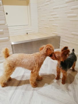 いぬカフェRio 池袋店に投稿された画像（2025/10/2）