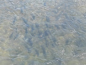 サケのふるさと 千歳水族館に投稿された画像（2025/10/2）