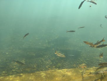サケのふるさと 千歳水族館に投稿された画像（2025/10/2）