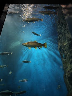 サケのふるさと 千歳水族館に投稿された画像（2025/10/2）