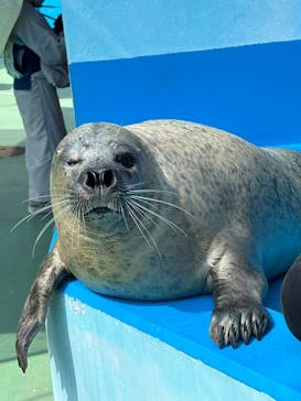 ゼロ距離水族館 伊勢シーパラダイスに投稿された画像（2025/10/2）