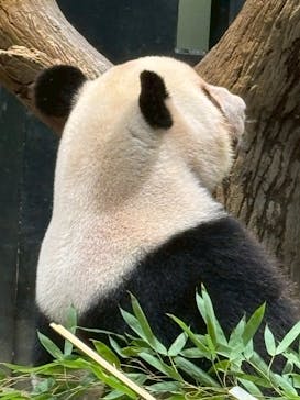 恩賜上野動物園に投稿された画像（2025/10/2）