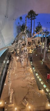 福井県立恐竜博物館に投稿された画像（2025/10/2）