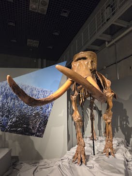 特別展「氷河期展 〜人類が見た4万年前の世界〜」（国立科学博物館）に投稿された画像（2025/10/2）
