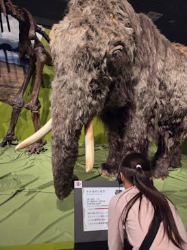 特別展「氷河期展 〜人類が見た4万年前の世界〜」（国立科学博物館）に投稿された画像（2025/10/2）