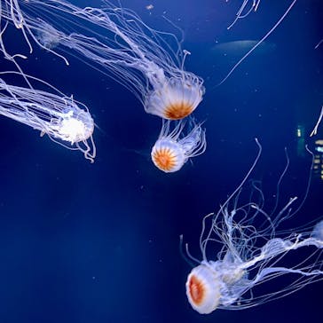 サンシャイン水族館に投稿された画像（2025/10/2）