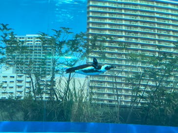 サンシャイン水族館に投稿された画像（2025/10/3）