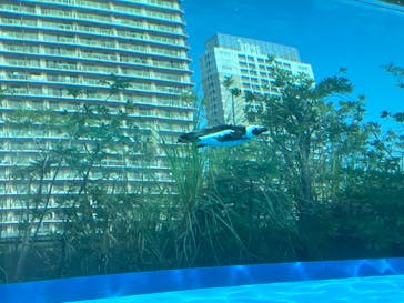 サンシャイン水族館に投稿された画像（2025/10/3）