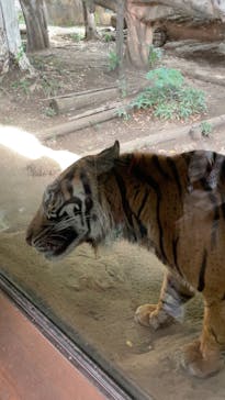 恩賜上野動物園に投稿された画像（2025/10/3）