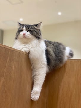 Cat Café MOFF コクーンシティさいたま新都心店に投稿された画像（2025/10/3）