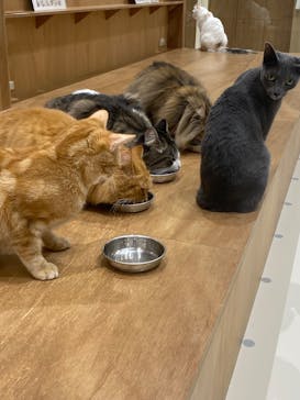 Cat Café MOFF コクーンシティさいたま新都心店に投稿された画像（2025/10/3）