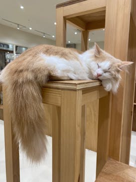 Cat Café MOFF コクーンシティさいたま新都心店に投稿された画像（2025/10/3）