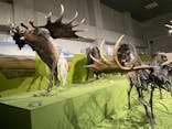 特別展「氷河期展 〜人類が見た4万年前の世界〜」（国立科学博物館）に投稿された画像（2025/10/3）