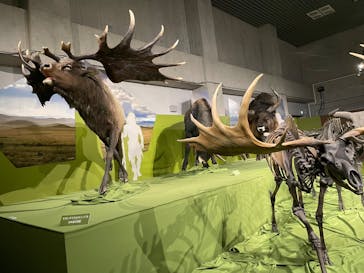 特別展「氷河期展 〜人類が見た4万年前の世界〜」（国立科学博物館）に投稿された画像（2025/10/3）