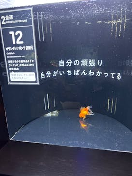 横浜開運水族館 フォーチュンアクアリウムに投稿された画像（2025/10/3）