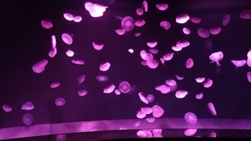 サンシャイン水族館に投稿された画像（2025/10/3）