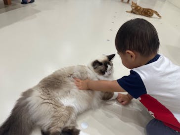 Cat Café MOFF イーアス沖縄豊崎店に投稿された画像（2025/10/3）