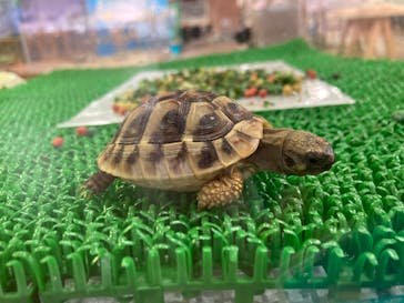 いきもの探検隊上尾に投稿された画像（2025/10/3）