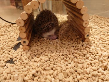 Moff animal cafe イオンモール幕張新都心店に投稿された画像（2025/10/3）