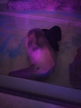 サンシャイン水族館に投稿された画像（2025/10/3）