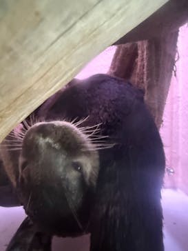 マクセル アクアパーク品川に投稿された画像（2025/10/3）