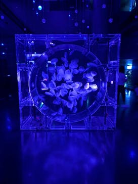 マクセル アクアパーク品川に投稿された画像（2025/10/3）