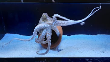 マクセル アクアパーク品川に投稿された画像（2025/10/3）